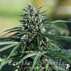 Royal Cookies Automatic - ROYAL QUEEN SEEDS - 3
