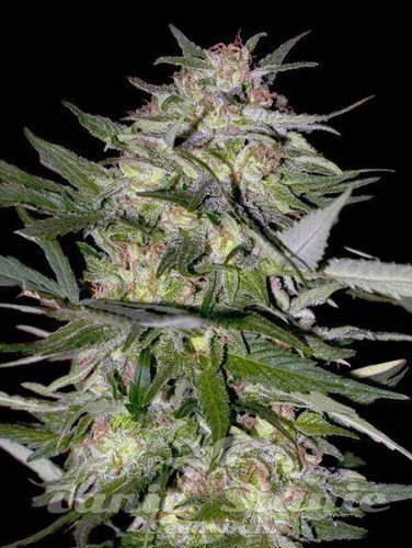Nasiona Marihuany Feminized Collection #4 - ADVANCED SEEDS
