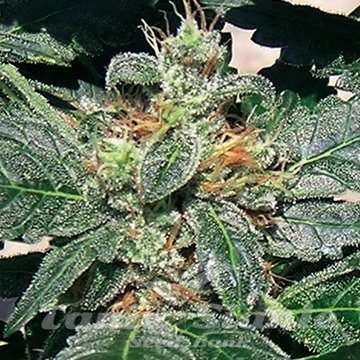 Nasiona Marihuany Red Diesel - BARNEY’S FARM