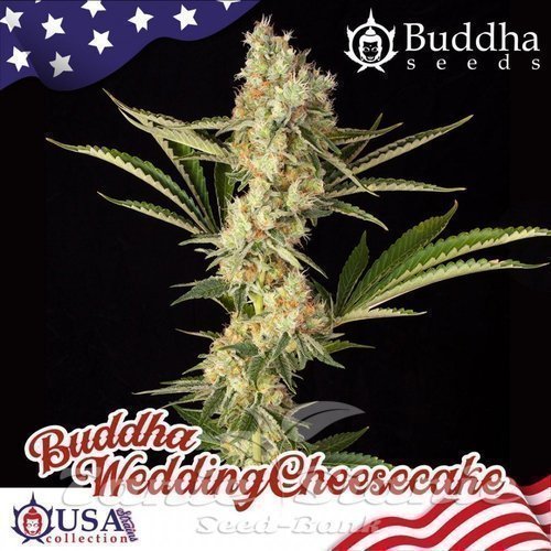 Nasiona Marihuany Buddha Wedding Cheesecake - BUDDHA SEEDS
