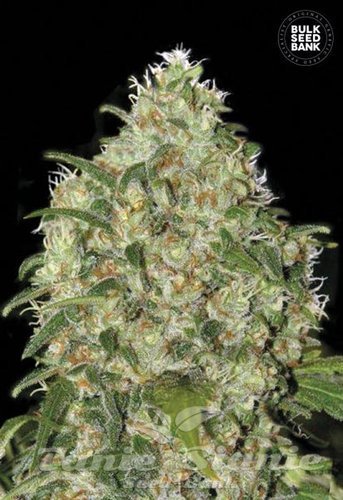 Nasiona Marihuany Amnesia Platinum - BULK SEED BANK