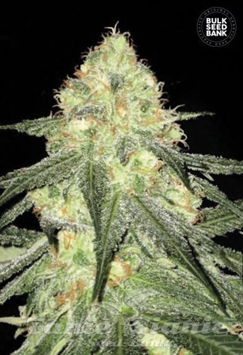 Nasiona Marihuany Auto Sour Diesel - BULK SEED BANK