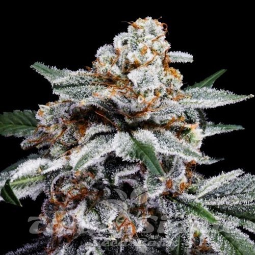 Nasiona Marihuany Canelo Auto - DNA GENETICS