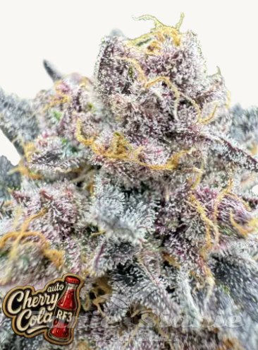 Nasiona Marihuany Cherry Cola Auto RF3 - FASTBUDS