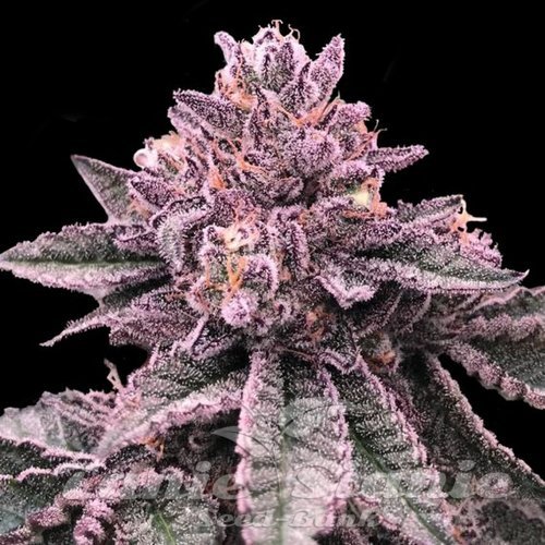 Nasiona Marihuany DNA Cake - DNA GENETICS