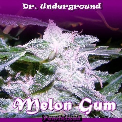 Nasiona Marihuany Melon Gum - DR UNDERGROUND
