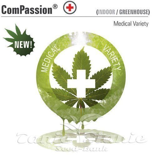 Nasiona Marihuany CBD ComPassion - DUTCH PASSION