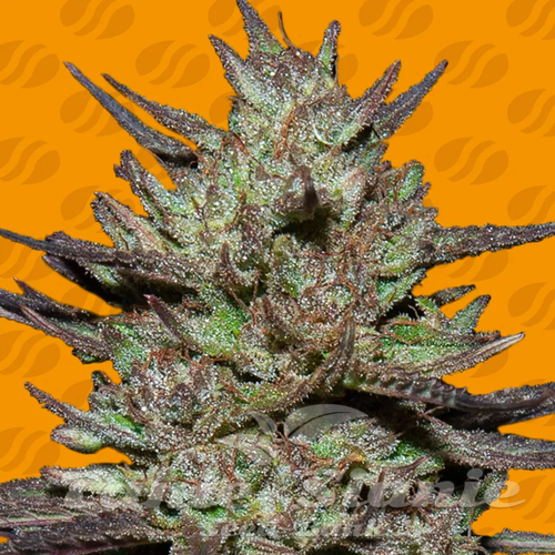 Nasiona Marihuany Pink Rozay - ORIGINAL SENSIBLE SEEDS
