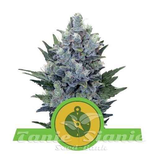Nasiona Marihuany Northern Light Automatic - ROYAL QUEEN SEEDS