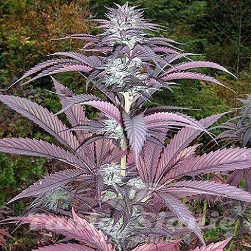 Nasiona Marihuany Purple Pinecone - SAGARMATHA