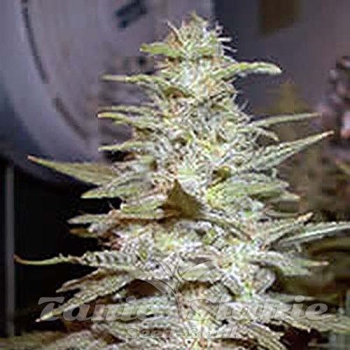 Nasiona Marihuany Wonderberry - SAGARMATHA