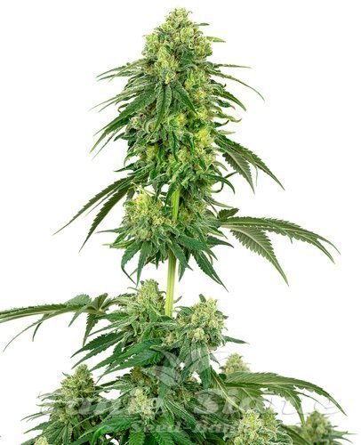 Nasiona Marihuany Strawberry Kush - WHITE LABEL