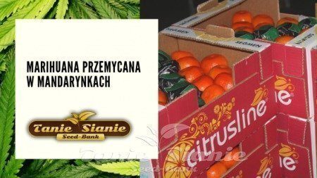 Marihuana przemycana w mandarynkach