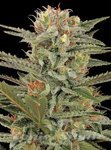 DINAFEM - Original Amnesia