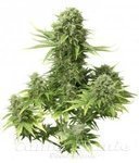 DUTCH PASSION - Auto StarRyder