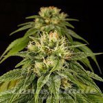 HUMBOLDT SEED - Lemon Juice Express Auto
