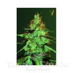 Victory Seeds - Original Lemon Skunk