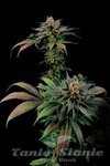 DINAFEM - Blue Widow