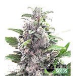 BOMB SEEDS - THC Bomb