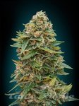 ADVANCED SEEDS - Auto Skunk 47
