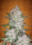 FASTBUDS - Cream Cookies Auto