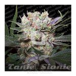 Paradise Seeds - Californian Gold