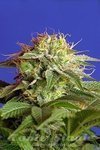 SWEET SEEDS - Green Poison Fast Version