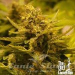 THE CALI CONNECION - CBD OG