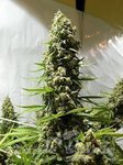 ! White Russian Auto