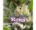 DR UNDERGROUND - Auto King Kong