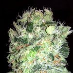 Bomb Seeds - Edam Bomb