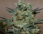 KALASHNIKOV SEEDS - Baikal Express