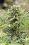 HUMBOLDT SEED - Dedoverde Haze