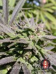 SERIOUS SEEDS - Biddy Early
