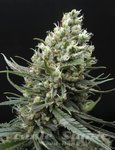 RIPPER SEEDS - Ripper Haze