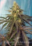SWEET SEEDS - Cream Caramel CBD