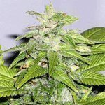 SAGARMATHA - Early Bird Skunk