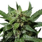 DUTCH PASSION - Auto Durban Poison
