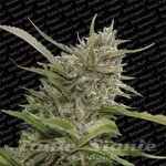 PARADISE SEEDS - Auto White Berry