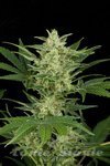 DINAFEM - Critical Jack Autoflowering