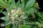 DINAFEM - Diesel