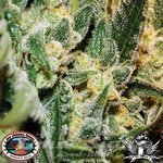 BIG BUDDHA SEEDS - Silver Cheese