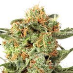 DUTCH PASSION - Orange Hill Special