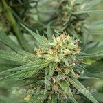 710 GENETICS - Pure Jack