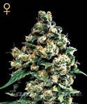 GREEN HOUSE SEEDS - Jack Herer