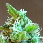 KANNABIA SEED - Domina Haze