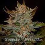 G13 LABS - Blue OG