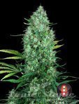 SERIOUS SEEDS - Serious 6
