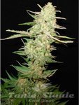 CBD Seeds - One To One
