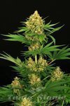 EXOTIC SEED - Tangerine Kush